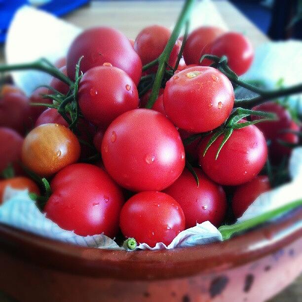 Summer Photograph - Bit Of A Harvesting From The Tomatoes! by Jordan Mounter