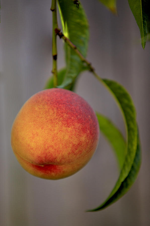 Peach Photograph - Bite Me by Her Arts Desire