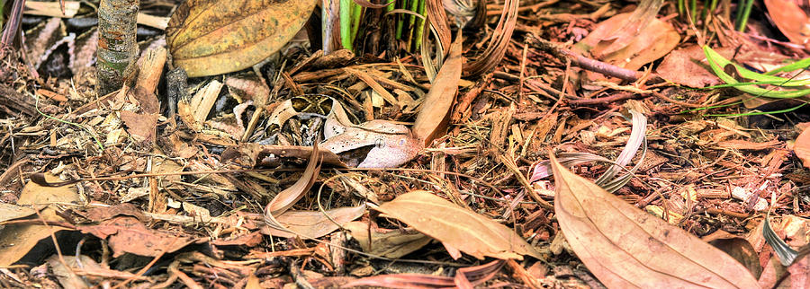 Snake Photograph - Bitis Gabonica by JC Findley