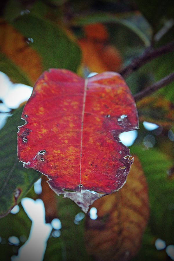 Bitten Leaf Photograph by Audrey Robillard