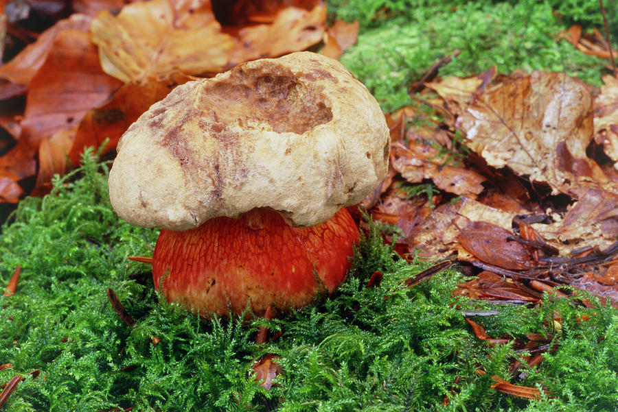 Mushroom Photograph - Bitter Beech Bolete (boletus Calopus) by John Wright/science Photo Library