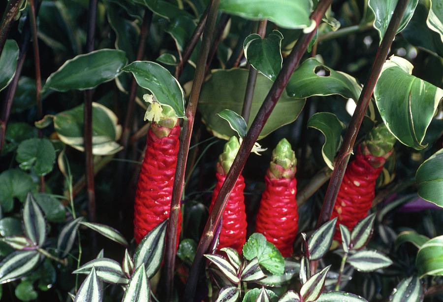 Bitter Ginger (zingiber Zerumbet) Photograph by Andrea Balogh/science