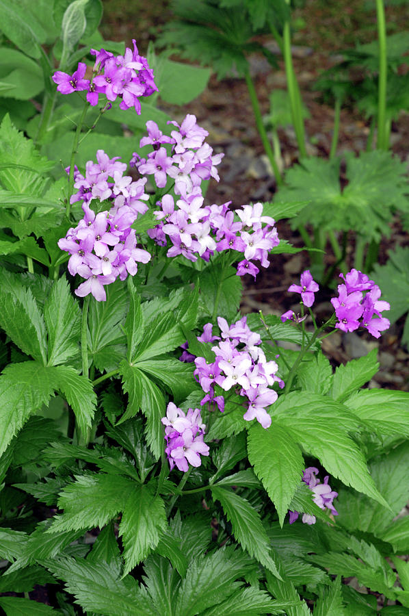 Bittercress (cardamine Pentaphyllos) Photograph by Brian Gadsby/science Photo Library