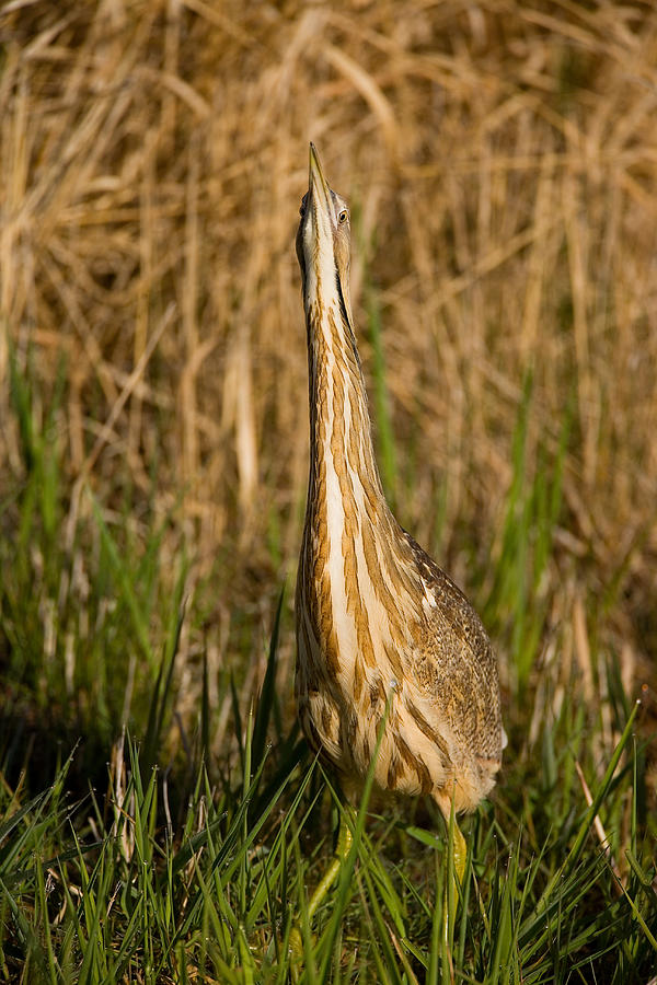Bittern In Cryptic Pose Photograph by Marie Read