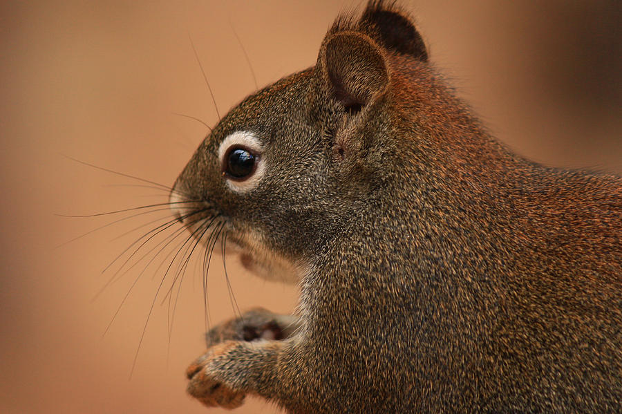 Brown Photograph - Bitterroot Squirrel by Jim Cotton
