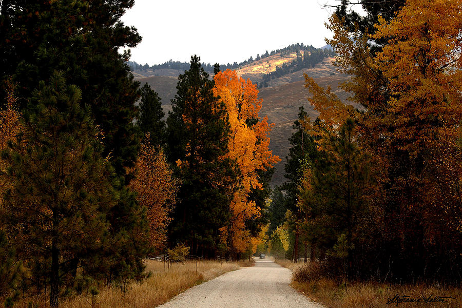 Fall Foliage along a rural road in Bitterroot Valley, Montana Photograph by Stephanie Salter