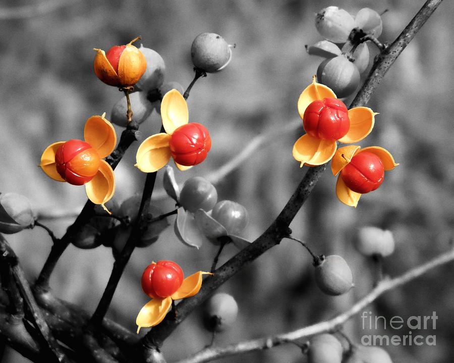 Bittersweet Berries Photograph by Sharon Woerner