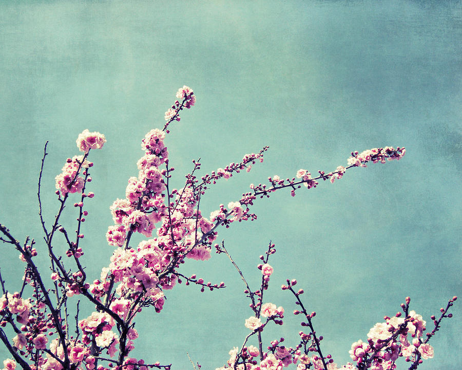 Pink Blossoms Photograph - Bittersweet by Lupen Grainne