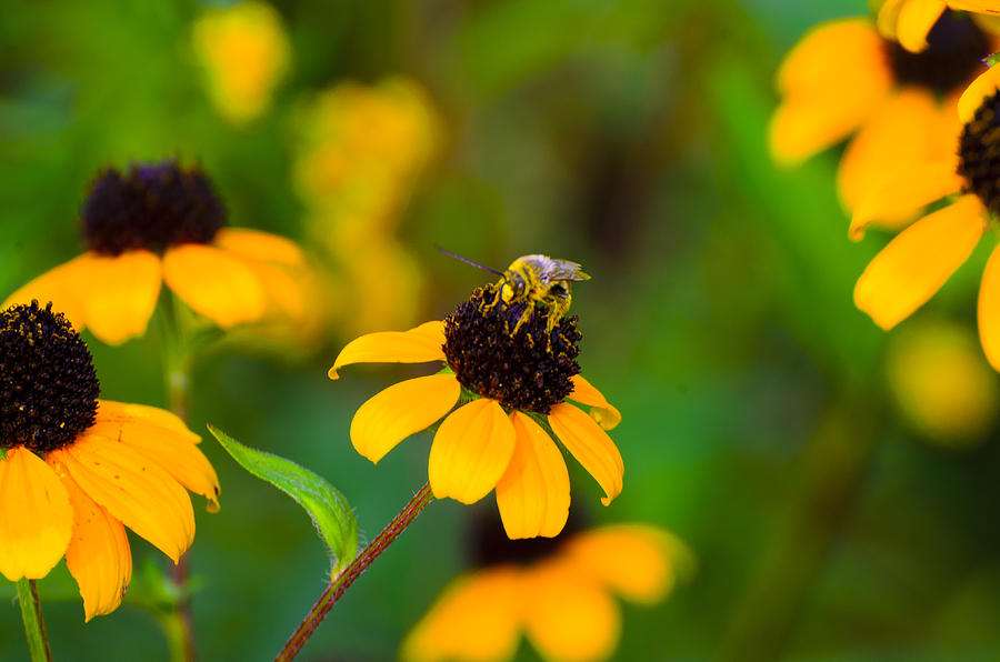 Bitty Bee Photograph
