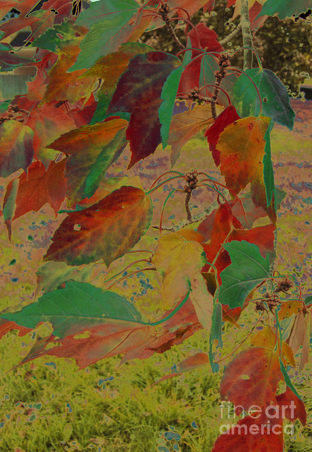 Abstract Photograph - Bizarre Leaves by Minding My  Visions by Adri and Ray