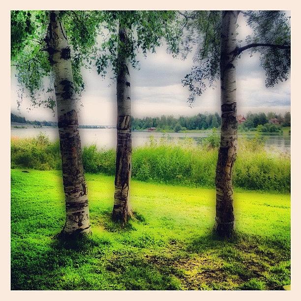 Summer Photograph - #björkar #umeå #träd #umeälven by Carina Ro