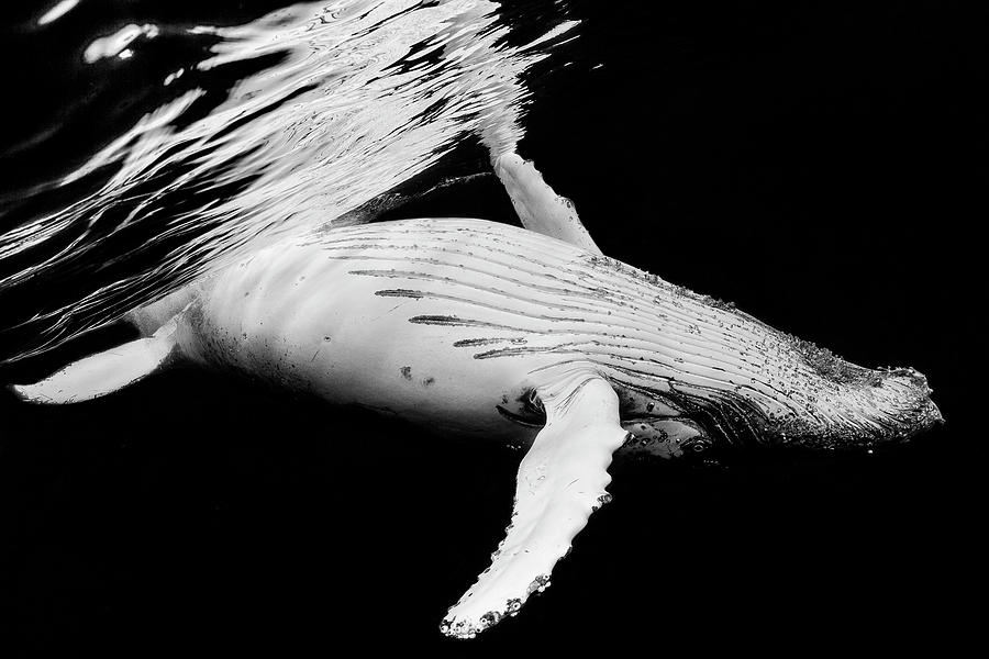 Black & Whale Photograph by Barathieu Gabriel