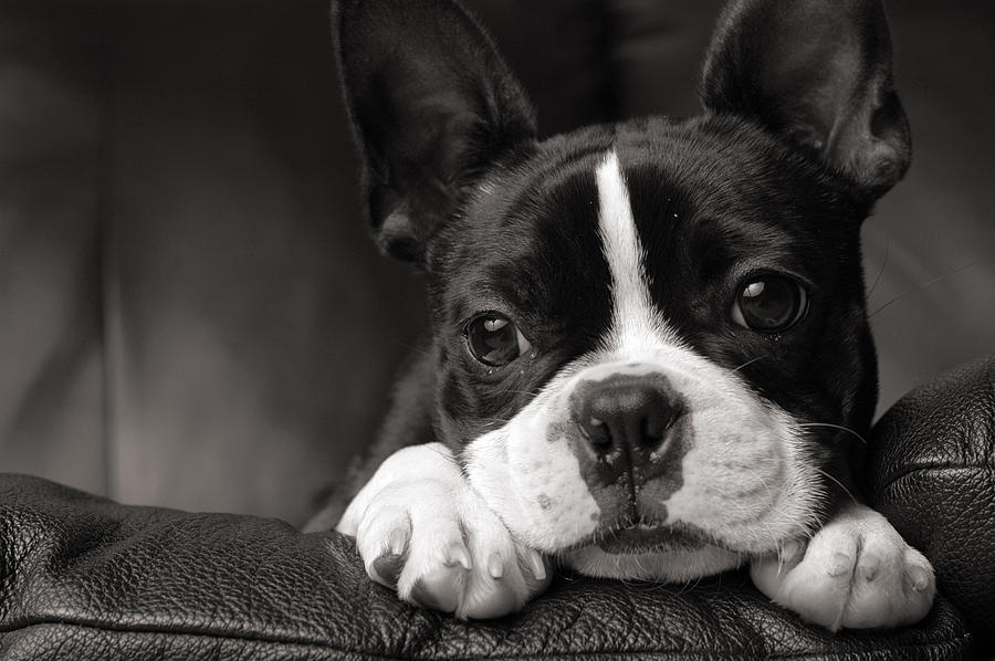 Black & White Close-up of Boston Terrier Lying on Couch Photograph by ArtisticCaptures