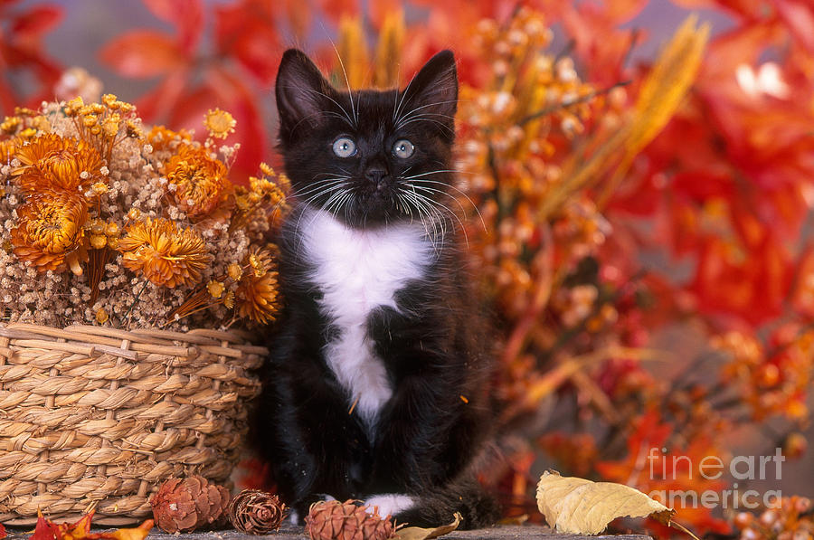 Black and White Kitten In Autumn Photograph by Alan and Sandy Carey