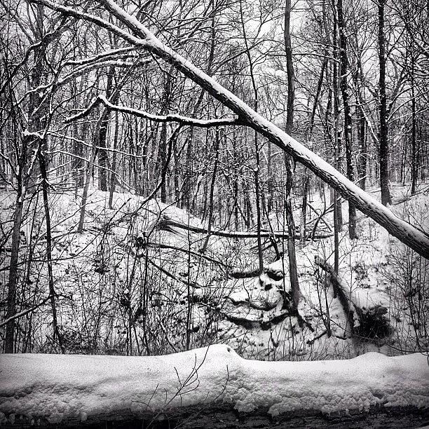 Black & White (snow Covered Forest) Photograph by Art Rummery