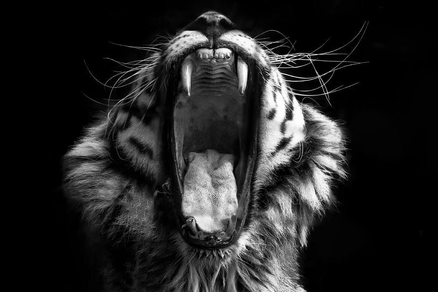 Black & White Tiger Photograph by Lakes4life