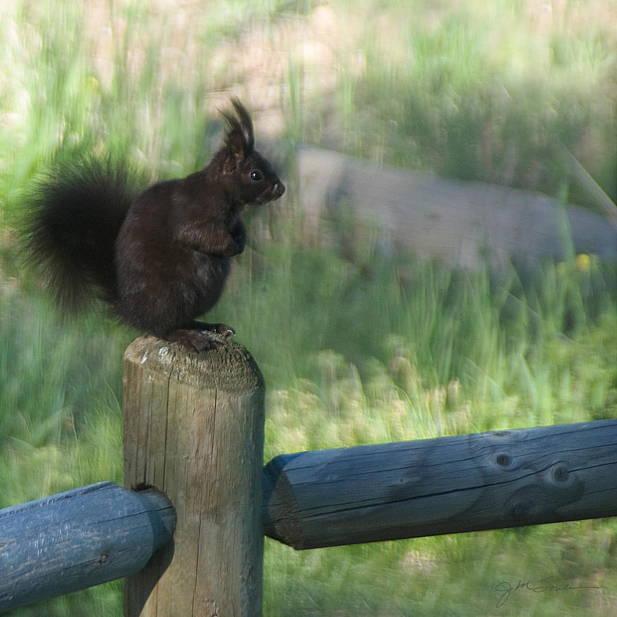 Wildlife Photograph - Black Aberts Squirrel on Post by Julie Magers Soulen