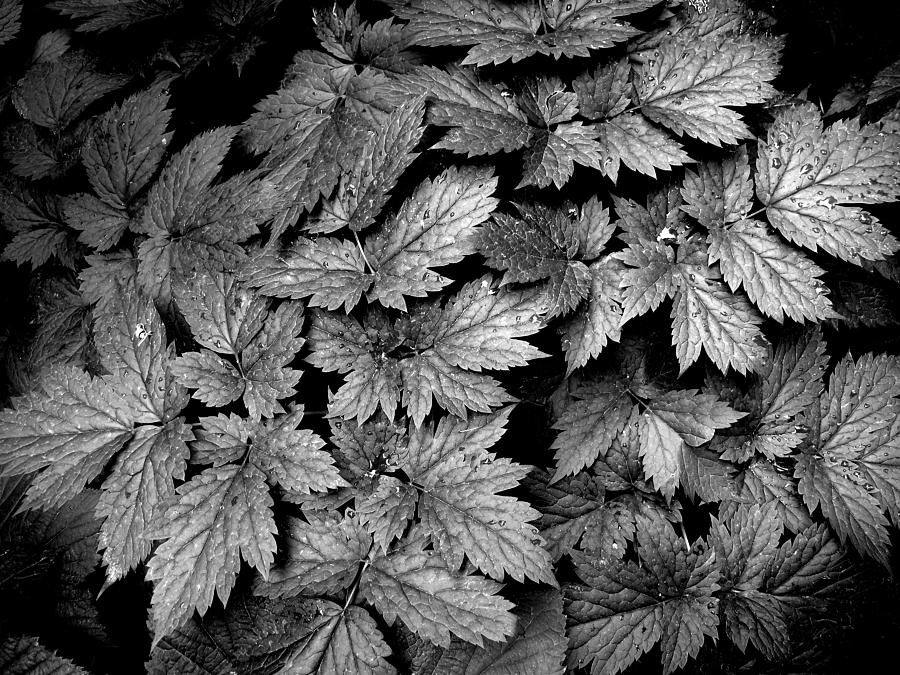 Black Adn White Detail Of Maple Plant Photograph