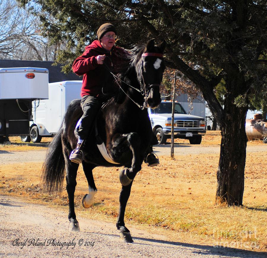 Black American Saddlebred Photograph by Cheryl Poland - Fine Art America