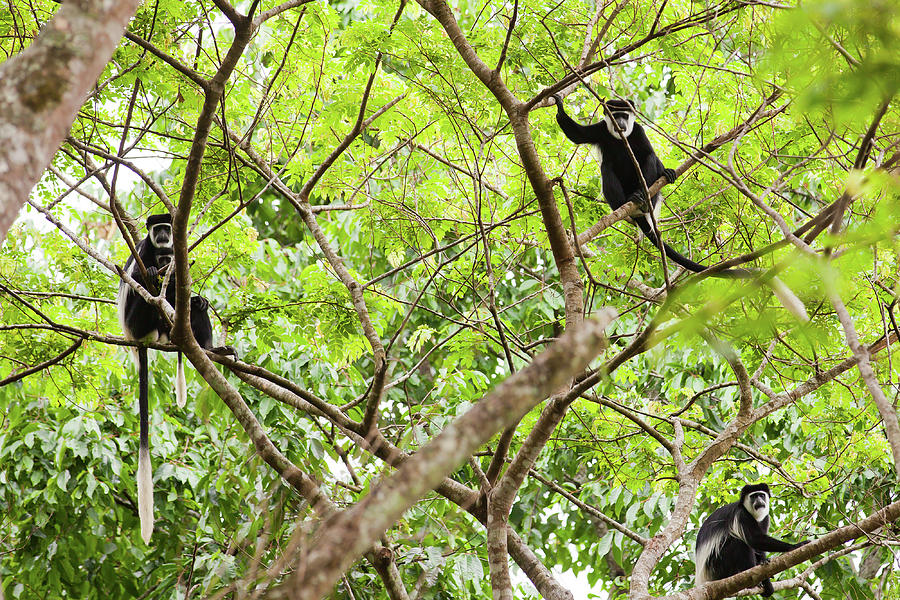 Обезьяны топ отзывы. Сьерра Леоне обезьяна колобус. Стая обезьян на деревьях. Обезьяна на дереве. Мартышка черная на дереве.