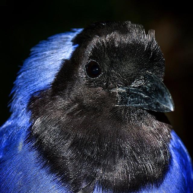 Black And Blue #animalsbydl Photograph by David Lopez
