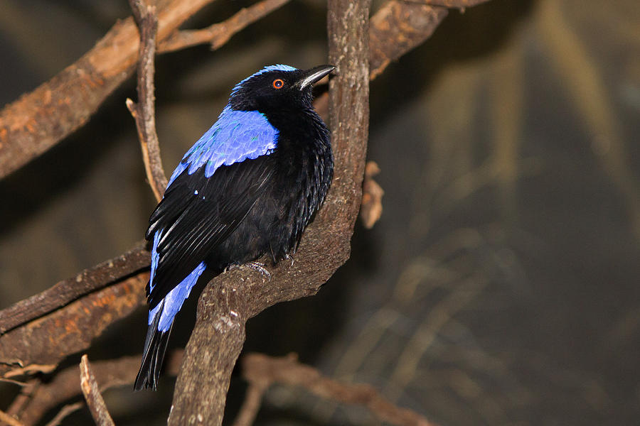 Black and Blue Bird Photograph by Susan Jensen