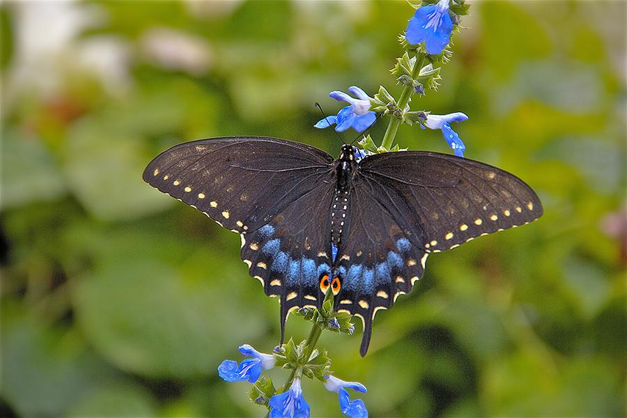 Black And Blue Butterfly Backgrounds