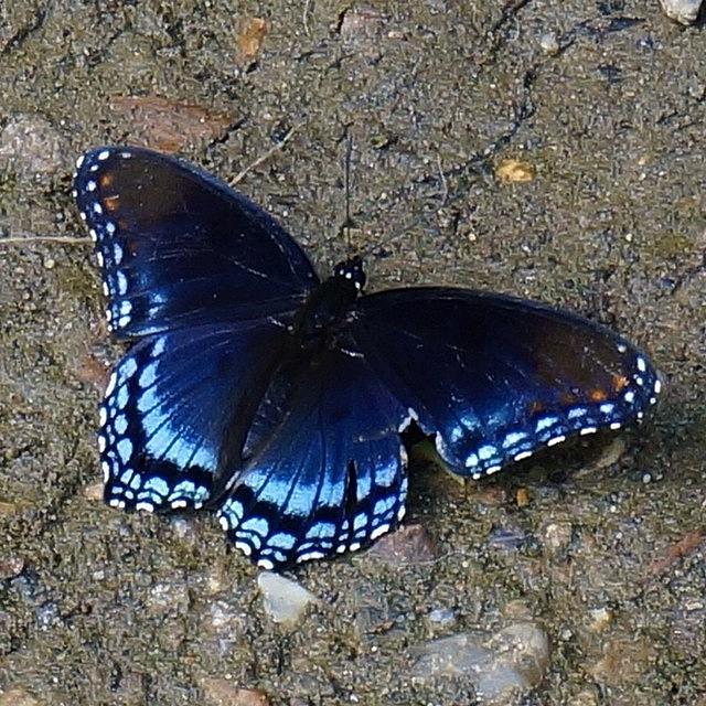 Butterfly Photograph - Black And Blue Butterfly. #nature by Traci Law