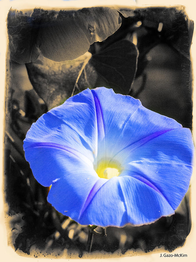 Black And Blue Photograph