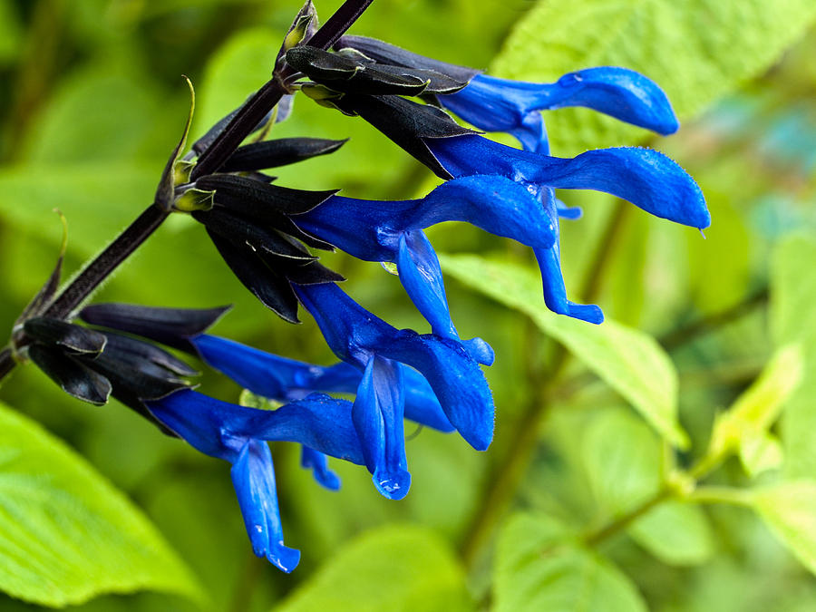 Black and Blue Salvia Photograph by Charles Hite