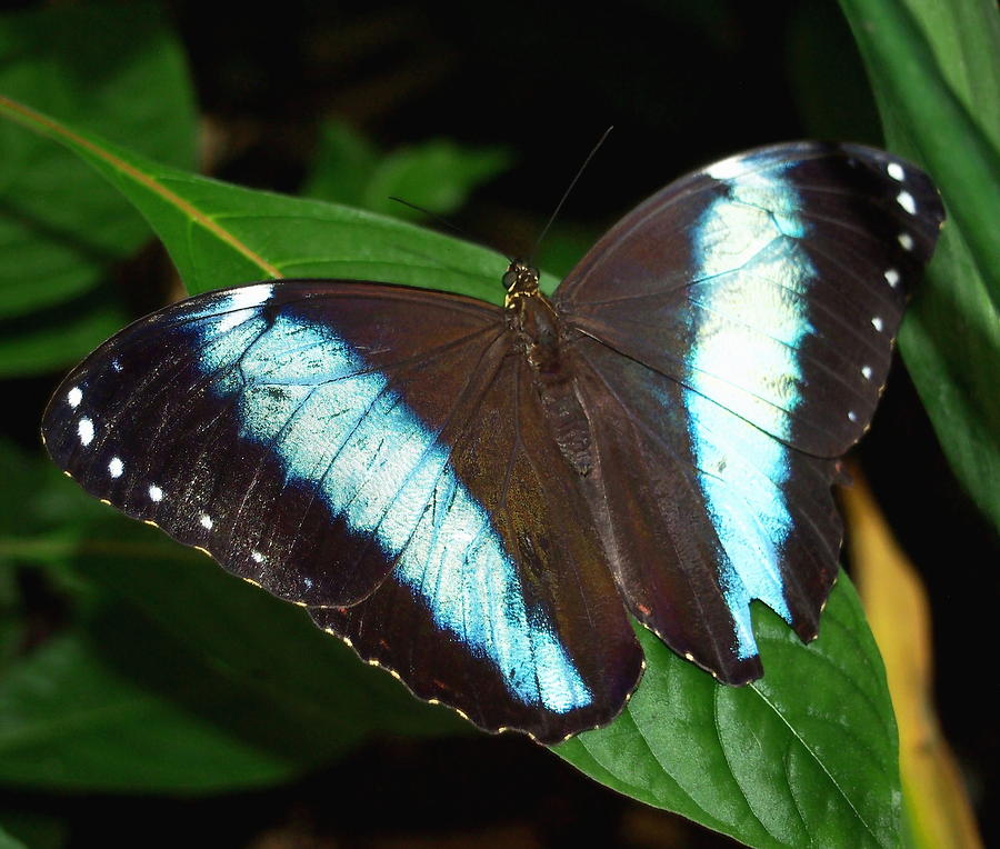 Black and Blue Striped Butterfly Photograph by Amy McDaniel