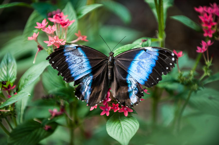 Black and Blue Wings Photograph by Paul Johnson