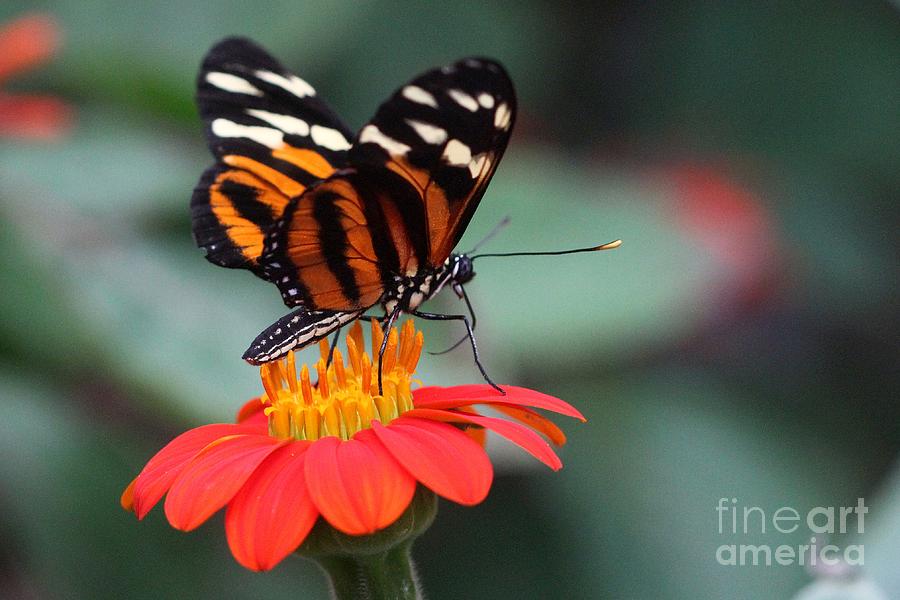 Butterfly Photograph - Black and Brown Butterfly on a Red Flower by Jeremy Hayden