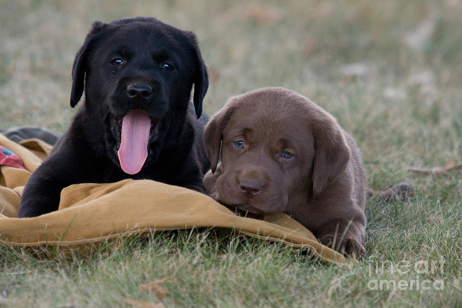 Labrador Retriever Photograph - Black And Chocolate Labradors by Linda Freshwaters Arndt