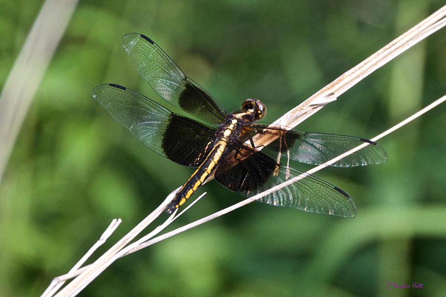 Black and Gold Dragonfly Photograph by Kristin Hatt