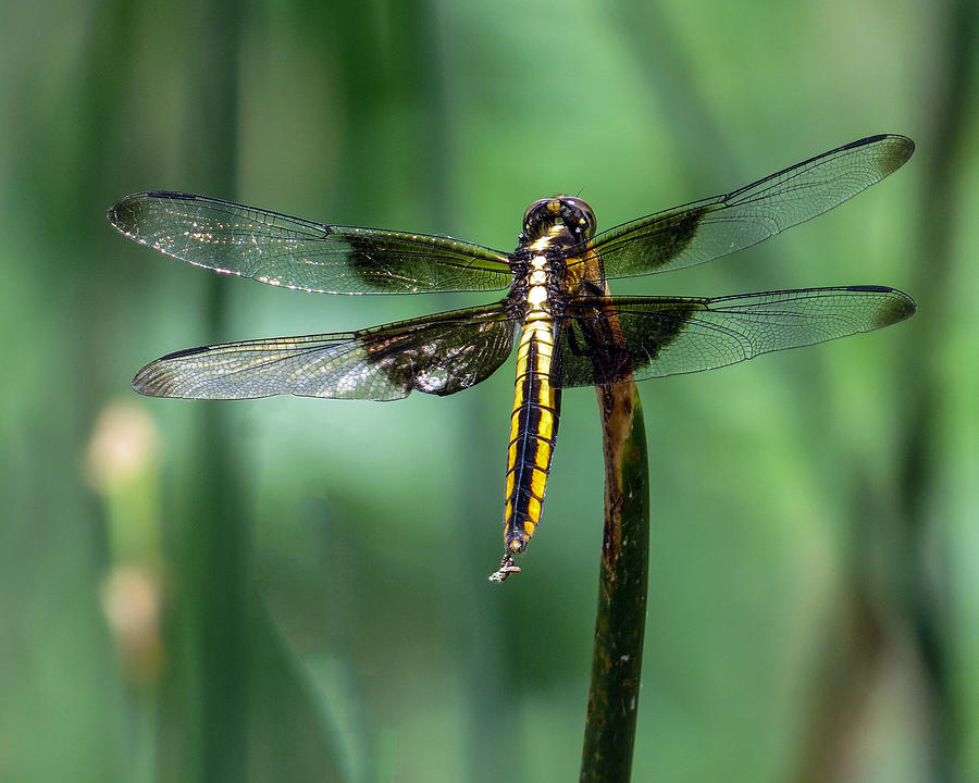 Black and Gold Female Widow Skimmer Dragonfly  Photograph by Dawn Key