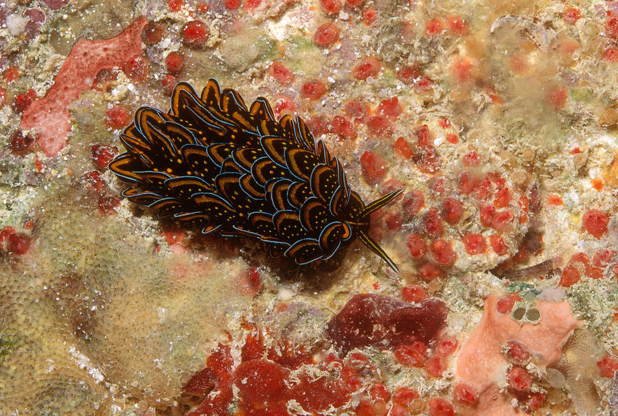 Black And Gold Sea Slug Photograph by Newman & Flowers