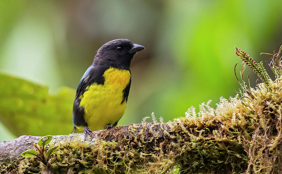 Black-and-gold Tanager Photograph by Juan Jose Arango - Fine Art America