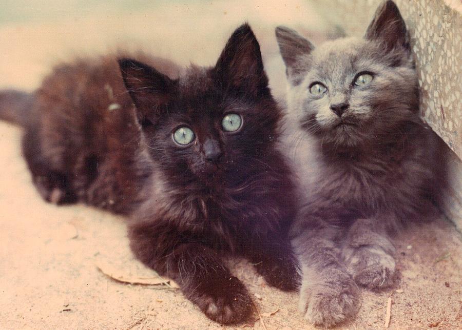 Black and Gray Kitten Brothers Photograph by Trudy Brodkin Storace