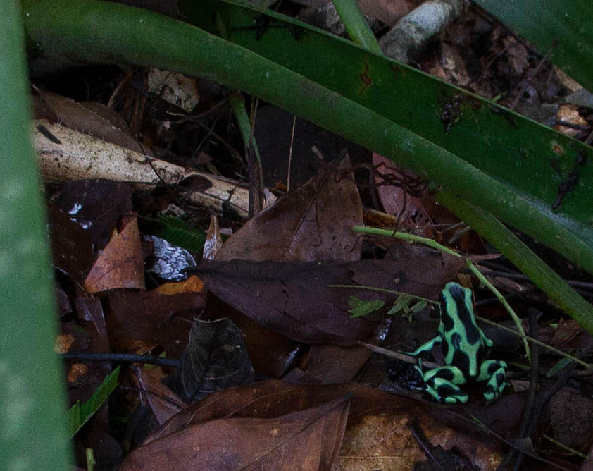 Black and Green Poison Dart Frog Photograph by Natural Focal Point Photography