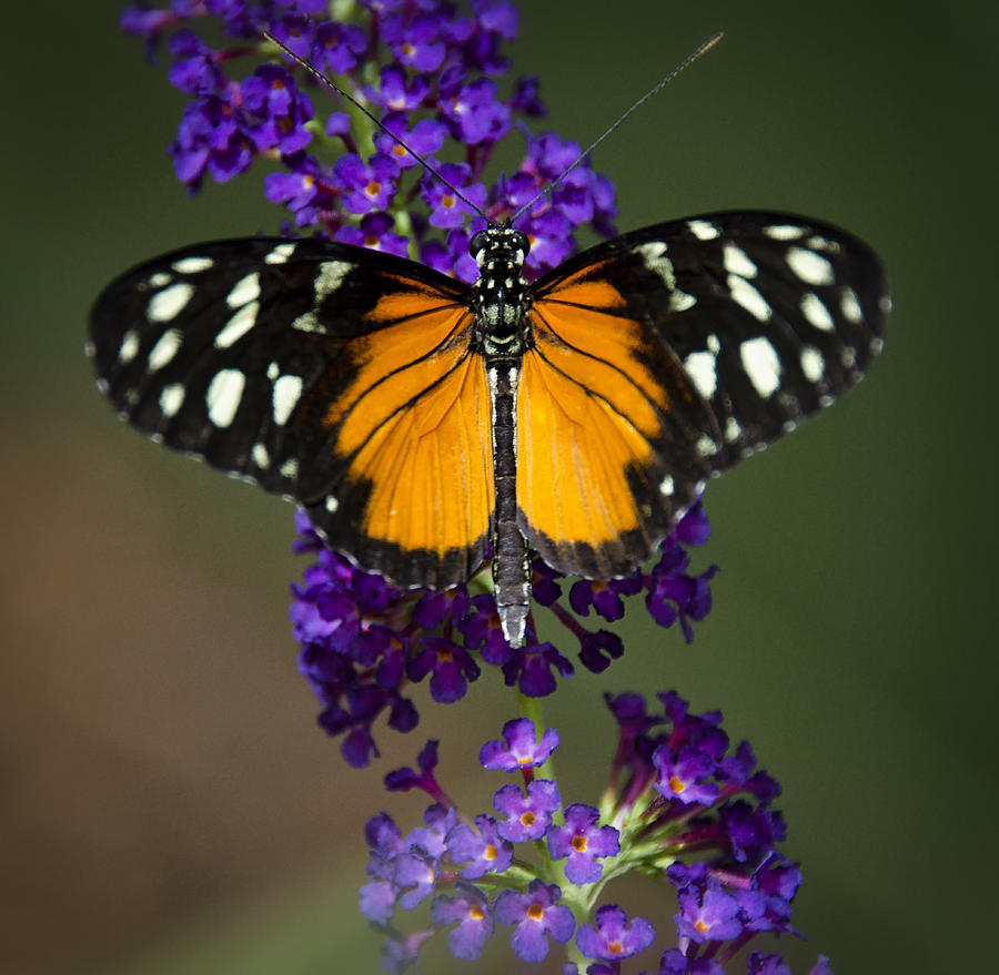 Butterfly Photograph - Black and Orange Butterfly  by Saija Lehtonen