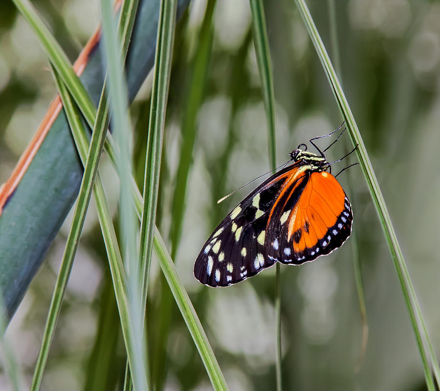 Black and Orange on Grasses Photograph by Karen Stephenson