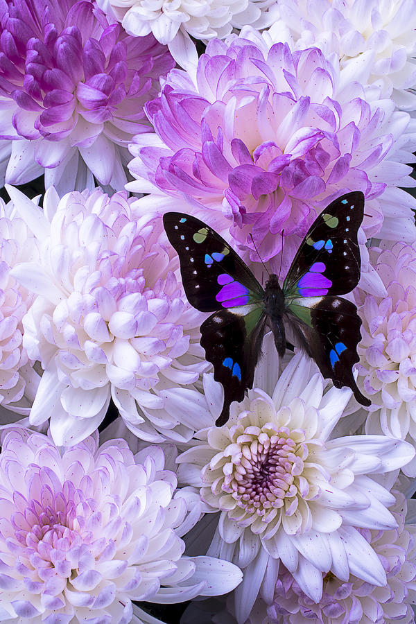Still Life Photograph - Black and purple butterfly on mums by Garry Gay