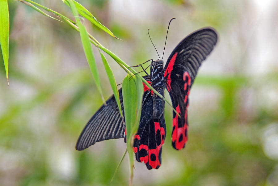 Black and Red Beauty Photograph by Tam Ryan