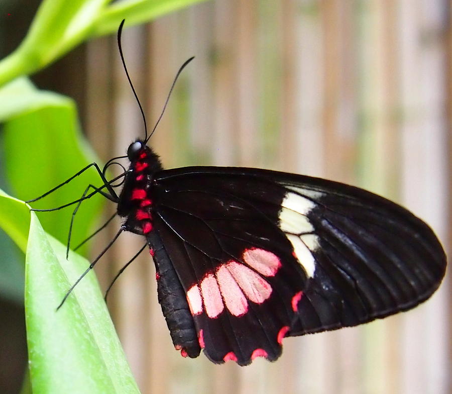 Black and Red Cattleheart Butterfly Photograph by Amy McDaniel