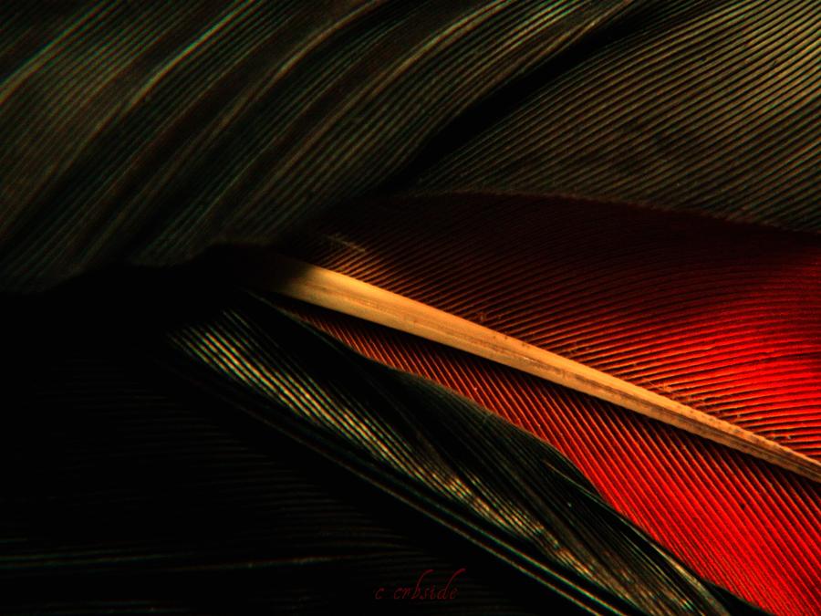 Black and Red Feathers Photograph by Chris Berry
