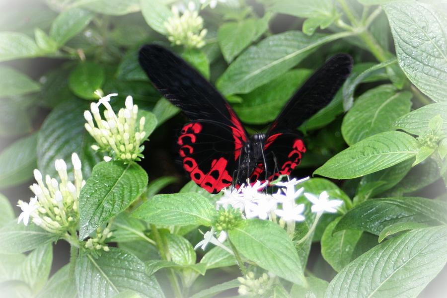 Black And Red On White Photograph by Barbara S Nickerson