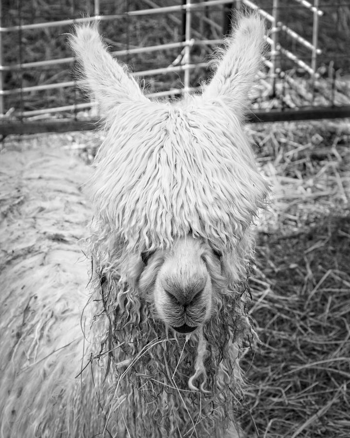 Llama Photograph - Black and White Alpaca Photograph by Keith Webber Jr