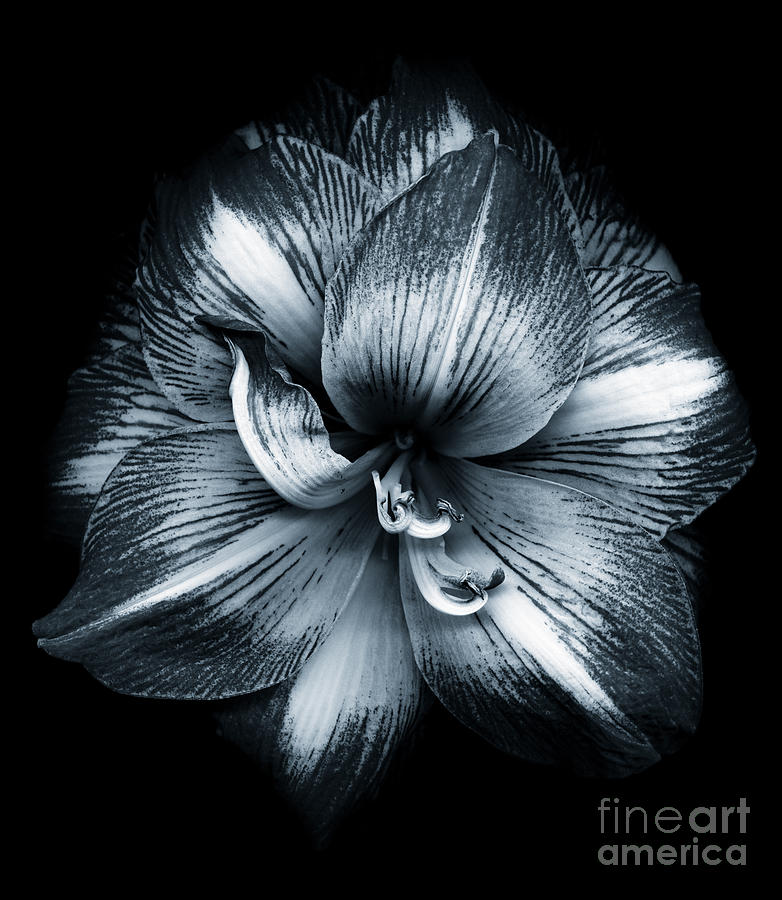 Black and White Amaryllis Photograph by Oscar Gutierrez