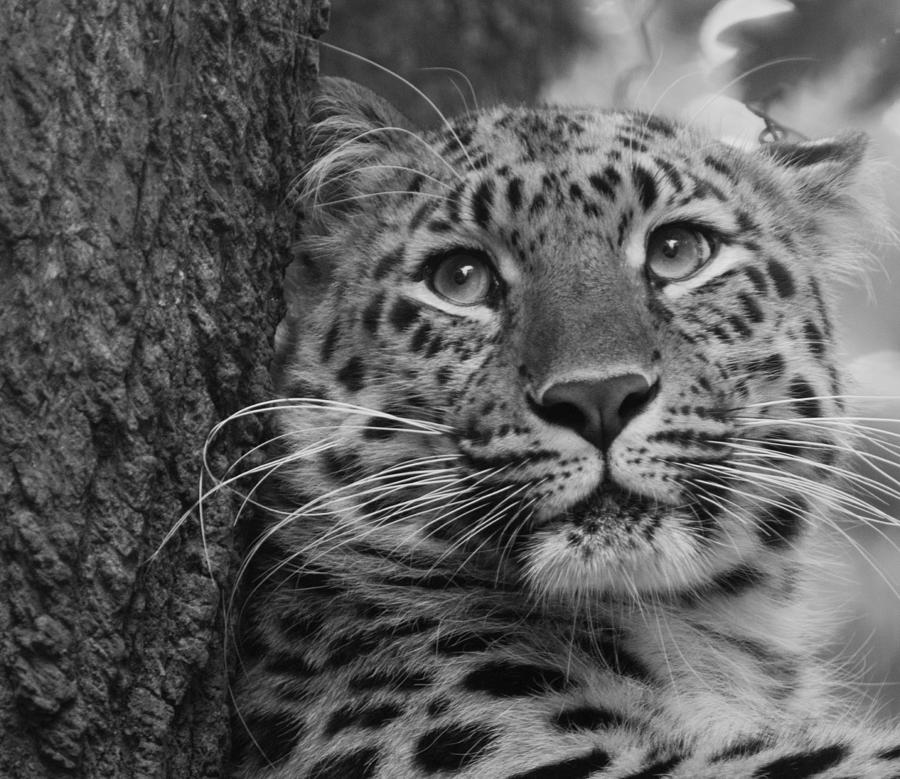 Black and White Amur Leopard Photograph by Chris Boulton